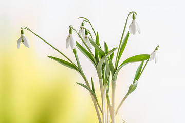 Image showing Snowdrop flowers on a fresh background