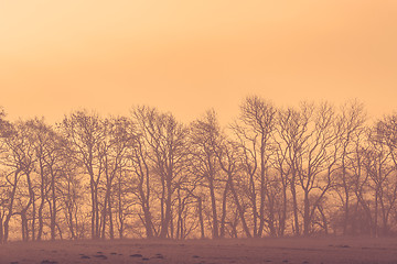 Image showing Sunrise at a field with trees
