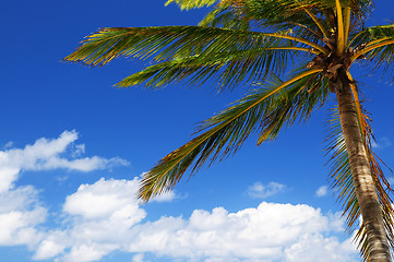 Image showing Palm on blue sky background