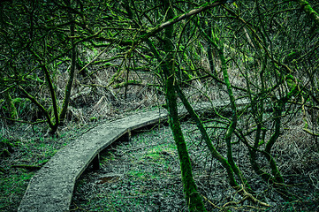 Image showing Path in a spooky forest