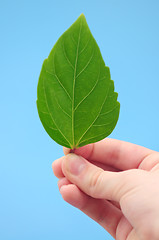 Image showing Hand holding green leaf