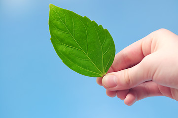 Image showing Hand holding green leaf