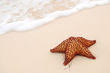 Image showing Starfish and ocean wave
