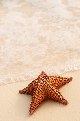 Image showing Starfish and ocean wave