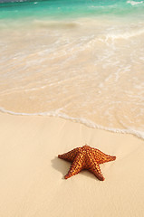 Image showing Starfish and ocean wave