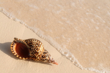 Image showing Seashell and ocean wave