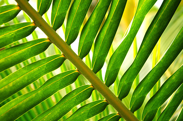 Image showing Tropical leaf