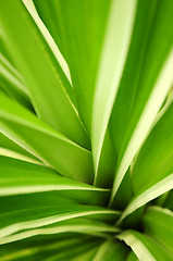 Image showing Tropical leaves