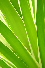 Image showing Tropical leaves