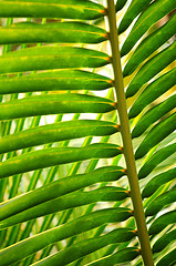 Image showing Tropical leaf
