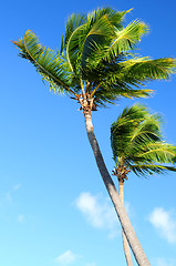 Image showing Palms on blue sky