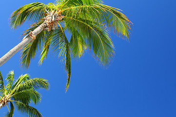 Image showing Palms on blue sky