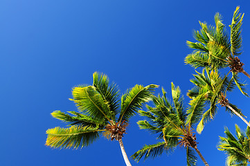 Image showing Palms on blue sky