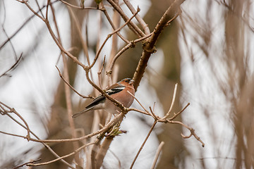 Image showing Chaffinch on a twig in the winter