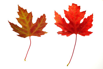 Image showing  Maple Leaves on White