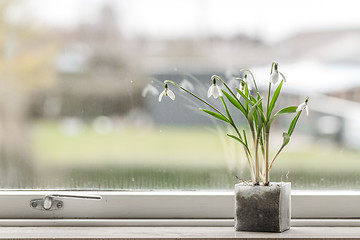 Image showing Snowdrop flowers in a dirty window