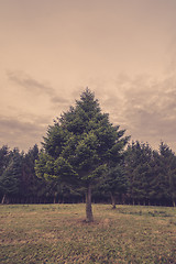 Image showing Pine tree outside the forest