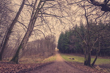 Image showing Forest trail at dawn