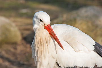 Image showing Close-up of a stork in the spring