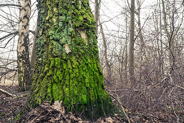 Image showing Tree with green moss on the barch