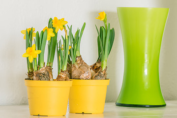 Image showing Daffodils in yellow flowerpots
