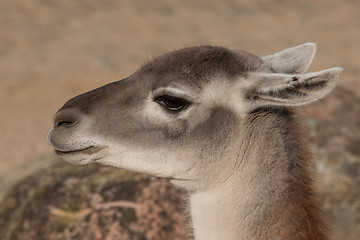 Image showing Close-up of a Lama in the spring