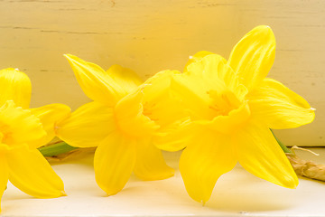 Image showing Daffodil flowers in indoor environment