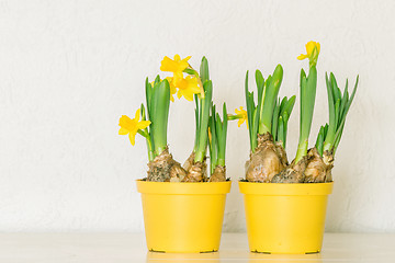 Image showing Flowerpots with yellow daffodils