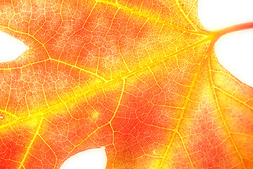 Image showing Orange Maple Leaf on White