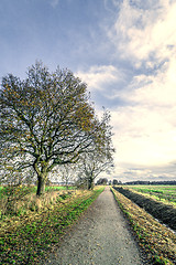 Image showing Trees by a nature path