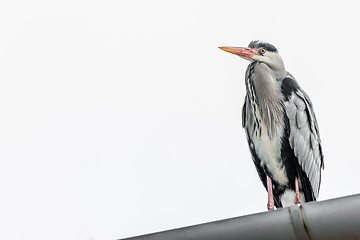 Image showing Grey heron on a rooftop