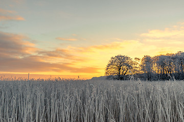 Image showing Tree silhouette on a frosty field