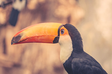 Image showing Toco bird with a big beak