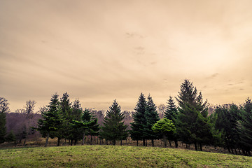 Image showing Pine trees on a hillside in the sunset