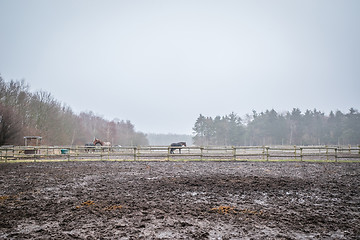 Image showing Muddy field with fenced horses