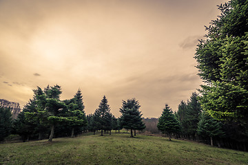 Image showing Green field with pine trees in the sunset