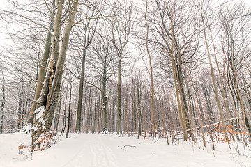 Image showing Forest in the winter with tall trees