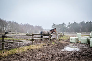 Image showing Horse behind a fence at a farm