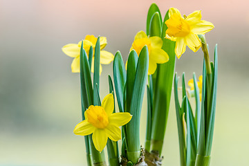 Image showing Daffodils flowers closeup in the spring