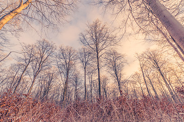 Image showing Tall trees in the winter sunrise