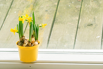 Image showing Daffodils in an indoor flowerpot