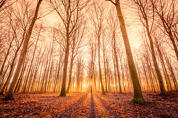 Image showing Sun is rising in the forest