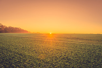 Image showing Field with crops at sunrise