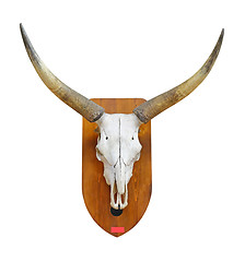 Image showing Bull Skull