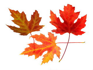 Image showing Three Maple Leaves on White