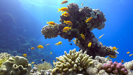 Image showing Tropical Fish on Vibrant Coral Reef