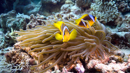 Image showing Clown Anemonefish on Coral Reef