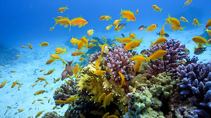 Image showing Tropical Fish on Vibrant Coral Reef