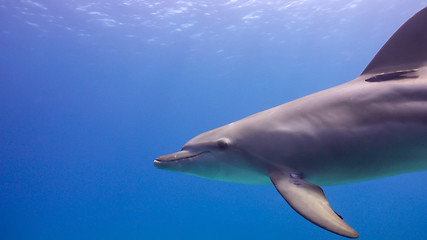 Image showing Dolphins Swims Near Divers