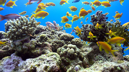 Image showing Tropical Fish on Vibrant Coral Reef